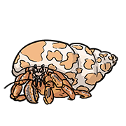 hermit crab